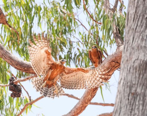 australia-s-rarest-bird-of-prey-is-disappearing-faster-than-we-thought