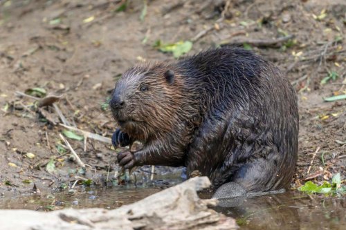 The battle to bring beavers back to Scotland