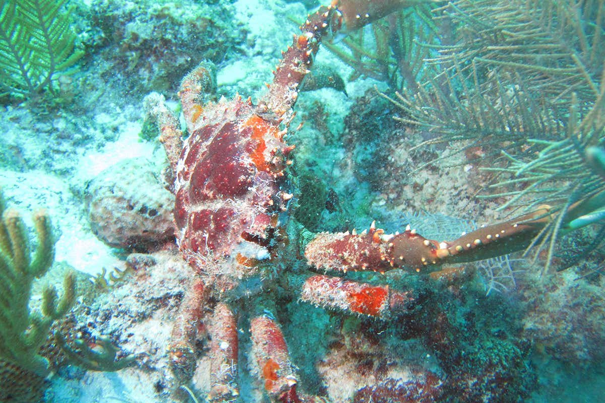 Crabs with an appetite for seaweed could save Caribbean coral reefs