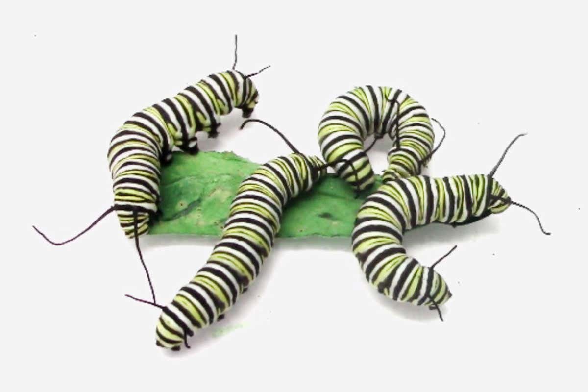 Very hangry caterpillars could help reveal genetic basis of aggression