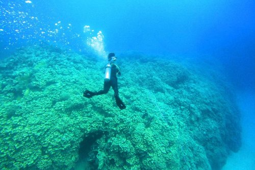 Giant coral colony discovered in Red Sea tourism hotspot