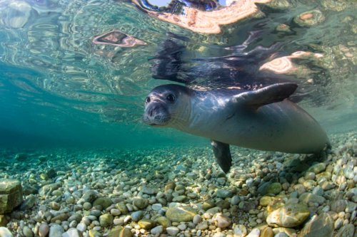 Ancient Romans may have triggered decline of the world’s rarest seals