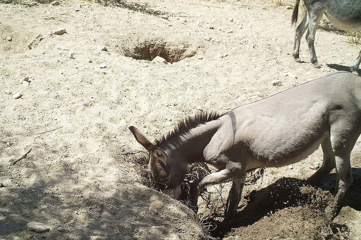Wild horses and donkeys dig desert wells that boost biodiversity