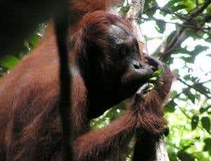 Orang-utans fashion only known animal instrument
