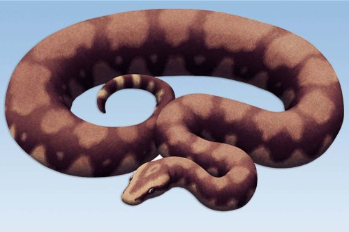 Fossil snake discovered in India may have been the largest ever