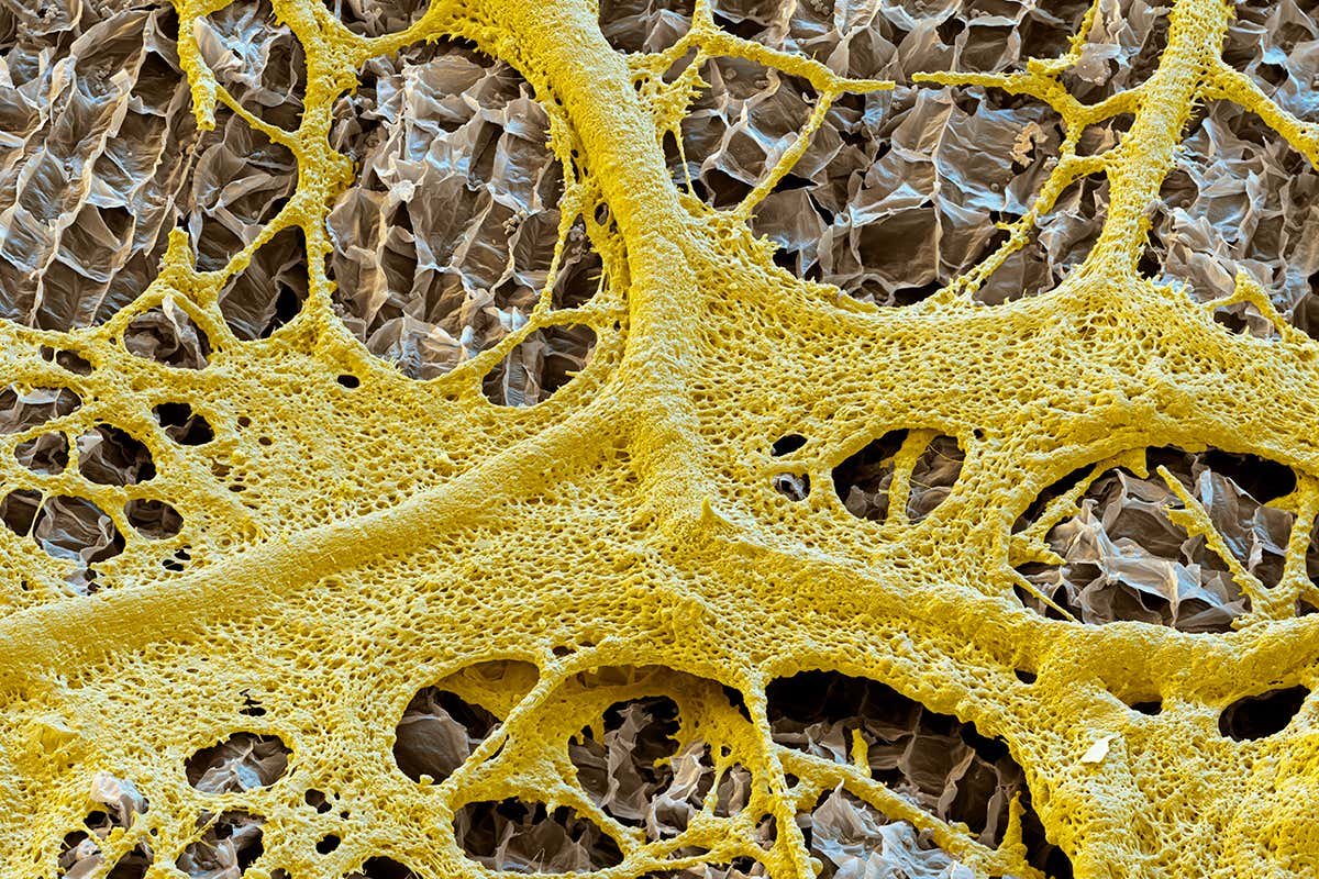 The slime mould instruments that make sweet music