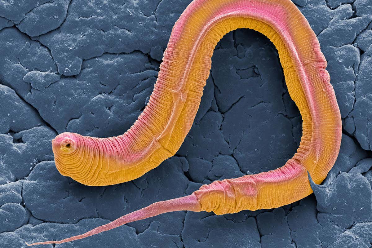 Tiny worm sacrifices itself to make milk for its hatching offspring