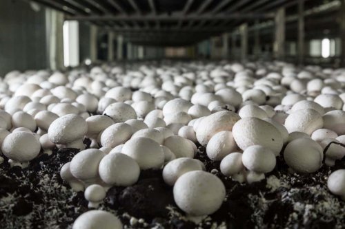 UK mushroom growing uses 100,000 m³ of peat a year – can we do better?