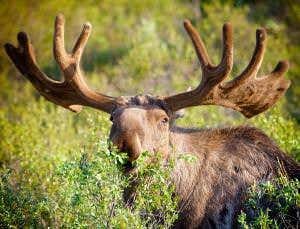 Puzzling moose deaths hint at climate shock to forests