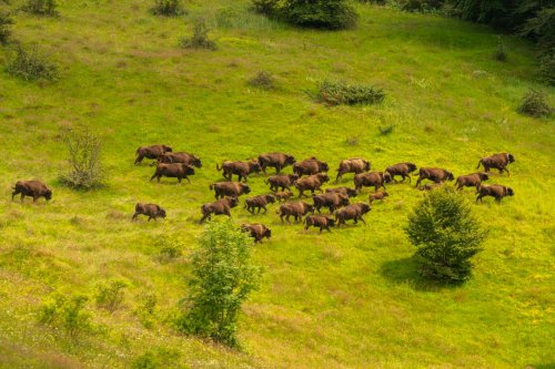 How a surprising twist on rewilding could help settle our carbon debt