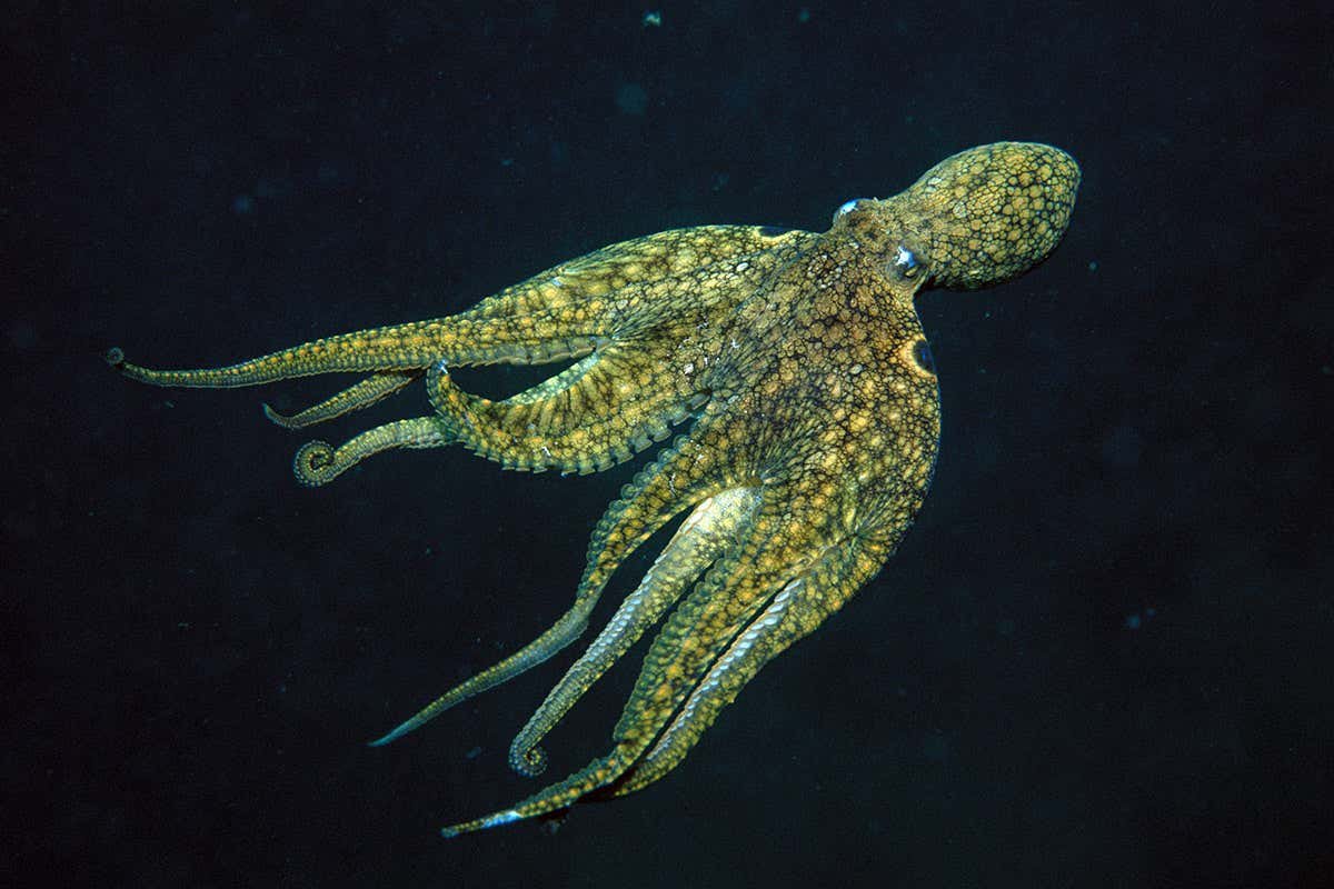 Octopuses taste their food when they touch it with their arms