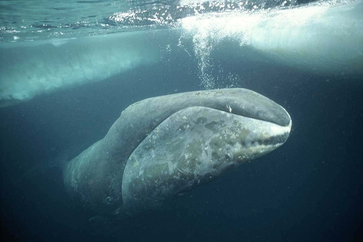Virtuoso bowhead whales constantly make up new songs