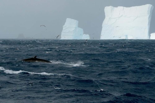 Southern fin whales have recovered to large numbers near Antarctica