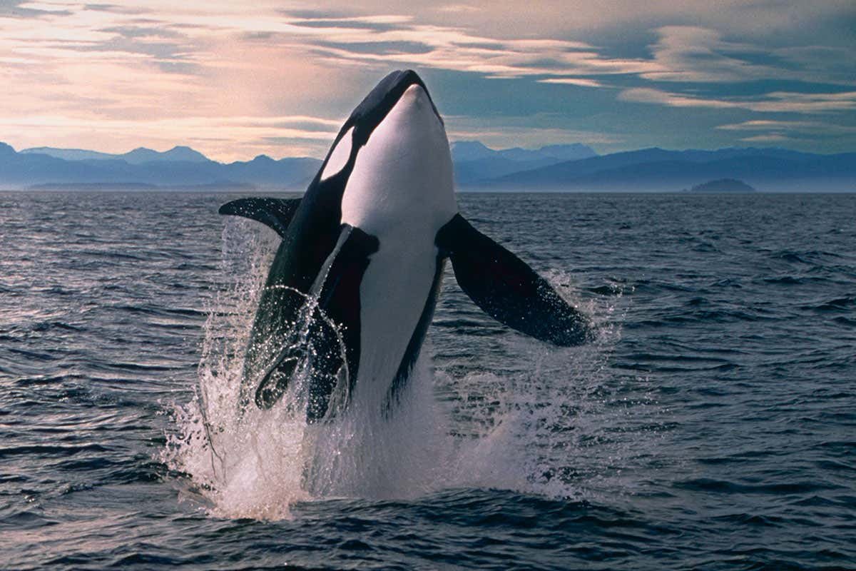 Orcas (killer whales)