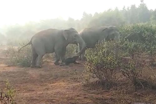 Asian elephants seen burying their dead for the first time