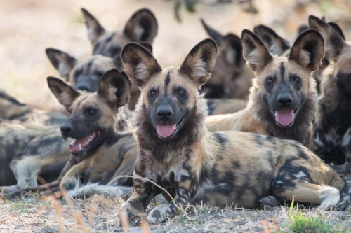 African wild dogs give birth 22 days later than they did 30 years ago