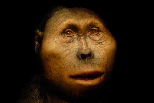How did Paranthropus, the last of the ape-people, survive for so long?