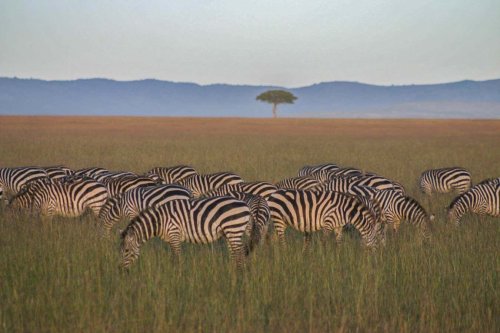 Reforestation initiatives in Africa may damage grassland and savannah