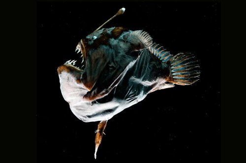 Deep-sea anglerfish fuse bodies to mate thanks to an odd immune system