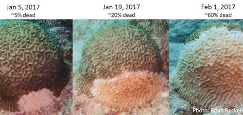 Tobago’s stony corals threatened
