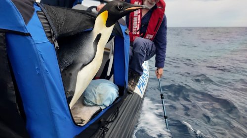 Emperor penguin released at sea 20 days after waddling onto Australian beach