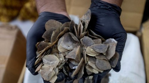 Gang nabbed for attempting to smuggle and sell pangolin | Flipboard