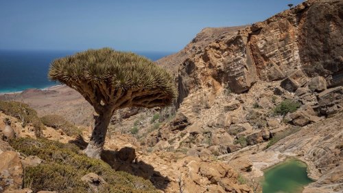These trees exist in only one place on Earth. Now climate change and goats threaten their survival