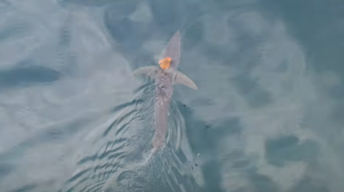 Shark's Orange 'Hat' Leaves Researchers Stunned