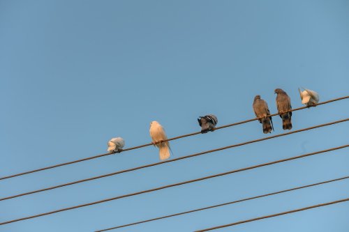 In California Town, the Birds Are 'Exploding'