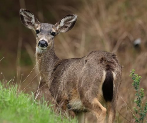 Study: Hunters Possibly First in US to Die from 'Zombie Deer' Disease