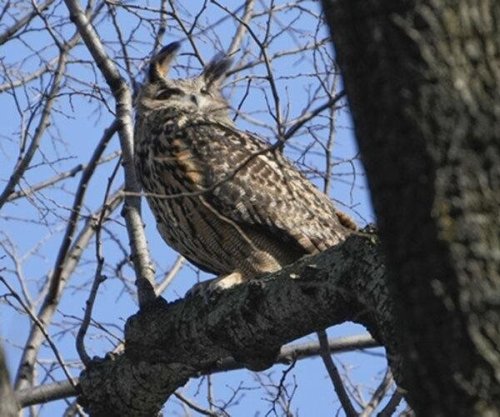 Flaco, Escaped Central Park Zoo Owl, Dies