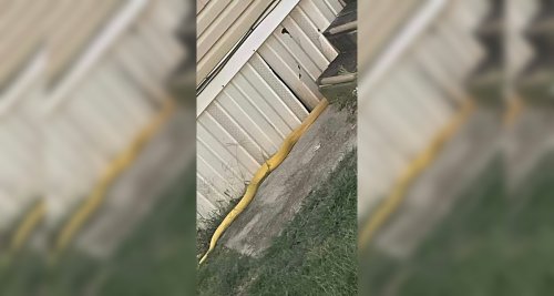 Oklahoma trailer park asks residents not to talk about 13-foot cat-eating python
