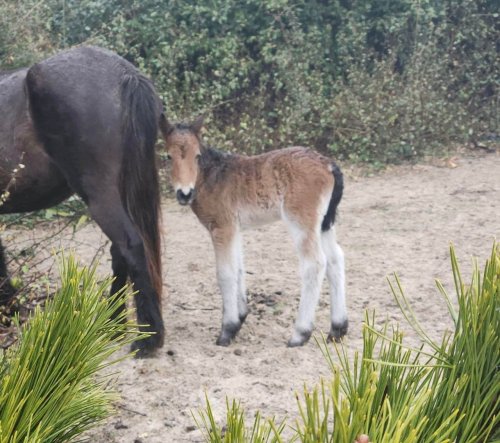 Critically endangered Banker Horse species gets a newborn