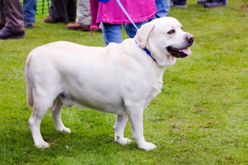 Labradors tend to become obese and here's why