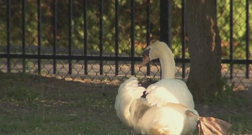 Beloved swan from NY pond killed, eaten; 3 teens charged in its death
