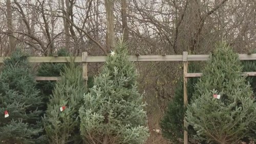 Low supply, high demand sends Christmas tree prices soaring