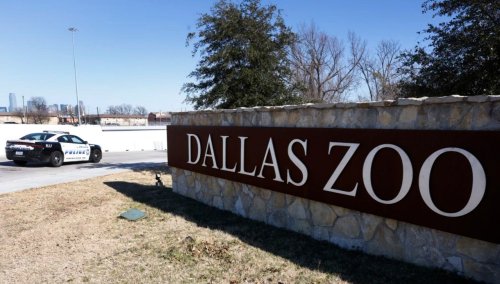 Dallas Zoo reports 2 monkeys missing, believed ‘taken’