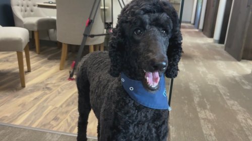 Kansas dentist fights to keep beloved therapy dog in office