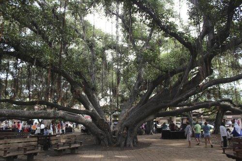 Lahaina fights to save 150-year-old tree that survived wildfires