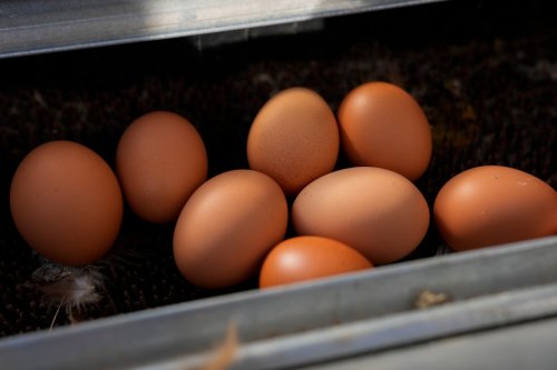 New York bodegas provide solution to high egg prices