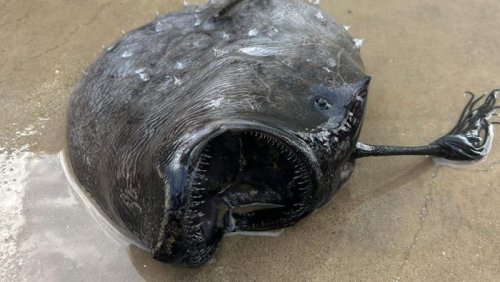 Ghoulish deep-sea fish found on California beach in rare discovery