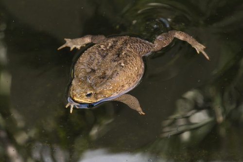 Toxic toads that can kill pets in minutes are breeding in Florida