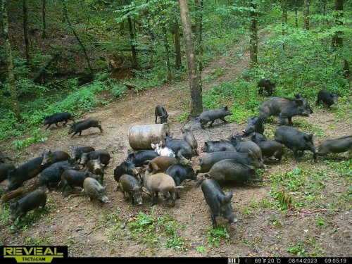 Almost 500 feral hogs eradicated in Northwest Arkansas
