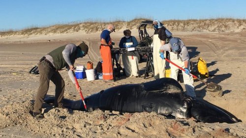 ‘One of the rarest’ whales in world found stranded on NC’s Outer Banks, officials say