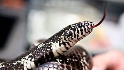 This nonvenomous NC snake eats copperheads. Here’s how to identify it