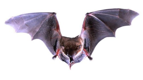 Bat with rabies found around downtown Columbia, exposes one person