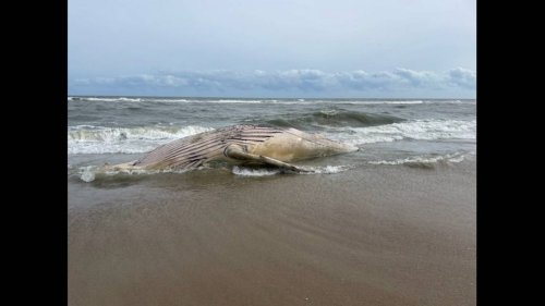 30-foot humpback whale found on Outer Banks beach, National Park Service says