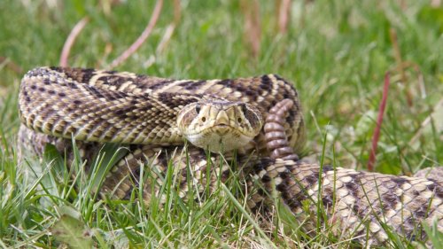 NC has 3 types of rattlesnakes. Learn where they are and how to identify them