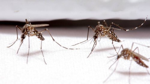 Don’t fall for these mosquito myths, SC. Here are 4 ways to actually fight the bloodsuckers