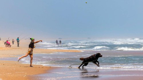 Going to an NC beach with your dog this summer? Here are rules you